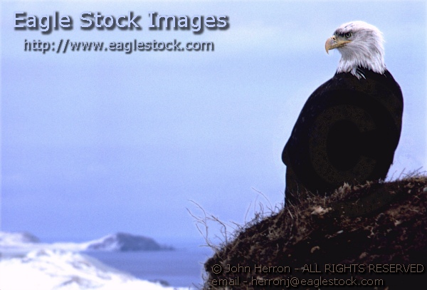 BEPCH3 - Photo of Bald Eagle looking down over its territory.   Beautiful image with mountains and ocean background.   The eagle looks deep in thought.   bald eagle, eagles, America, American, images, patriotic, patriotism, stock photgraphy, photos, pictures, clipart, prints, gallery, flag-waving, nationalism, independence, freedom, liberty